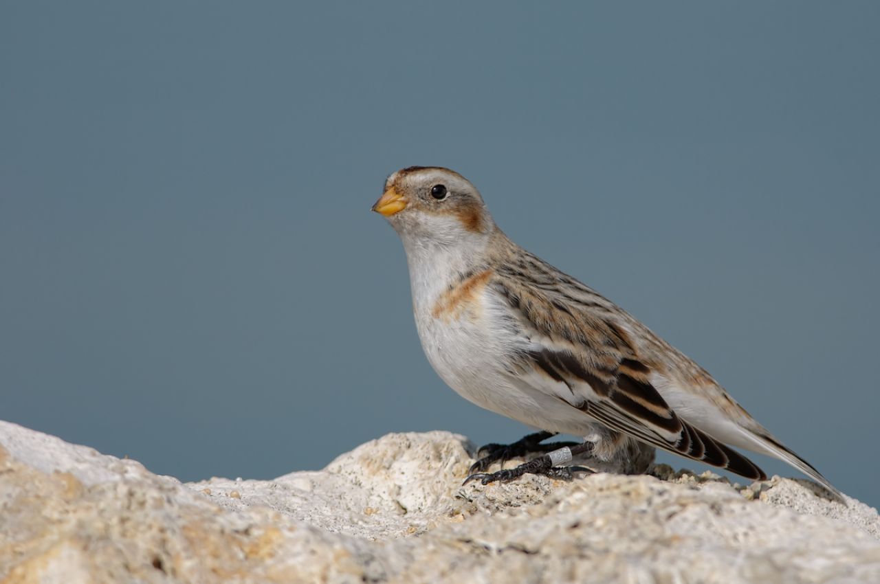 Zigolo delle nevi (Plectrophenax nivalis)